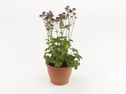 Image result for Astrantia major `Roma`