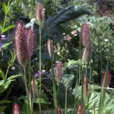 Image result for Cenchrus geniculatus