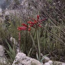 Image result for Centemopsis filiformis