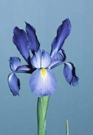 Pin On Flores E Plantas
