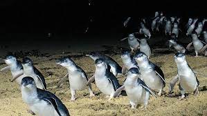 How One Community Brought These Cute Penguins Back From Extinction Penguins Cute Penguins Wildlife Tour