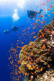 Emerald Spring Snorkel This Hidden Florida Spring Feedpuzzle Diving Underwater Photography Scuba Diving Gear