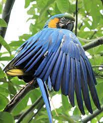 Amazing Animals Found In The Amazon Jungle Rainforest Animals Amazon Rainforest Animals Animals