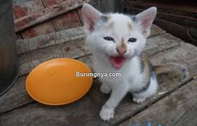 Anak kucing anda akan tumbuh pesat dalam beberapa bulan pertama, dan meskipun pertumbuhannya melambat setelahnya. 13 Jenis Makanan Anak Kucing 1 Bulan Dan Cara Merawatnya Burungnya Com