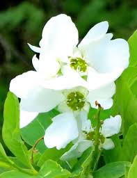 Image result for Exochorda