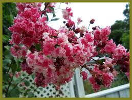 Peppermint Lace Crepe Myrtle Myrtle Tree White Flowering Trees Crape Myrtle