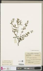 Image result for Ceratotheca integribracteata