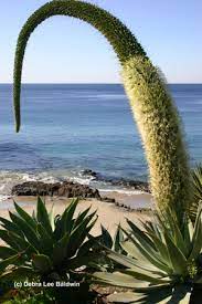 When an agave flowers, it is not a happy event, unless you've been waiting forever to collect its offspring. Uh Oh My Agave S Blooming