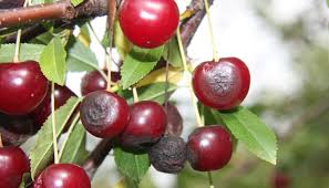 Only certain varieties of fruit trees are susceptible to rust, namely apple and pear trees. Fruit Tree Care Organic Disease Control Stark Bro S