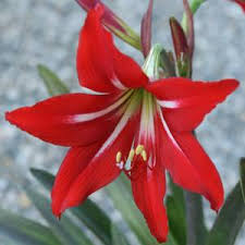 Image result for Hippeastrum
