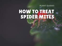 Then they lay eggs in the cup, and finally they pull the upper edges together and seal the whole thing into a sphere. Treating Spider Mites On Succulents And Cacti Picky Prickly Plants