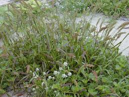 Image result for Cenchrus unisetus