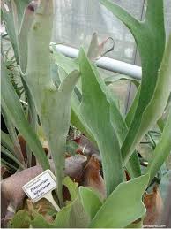 Image result for parožnatka Platycerium