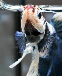 The size you choose could kill your fish. How Long Do Betta Fish Live All About Betta Fish Lifespan Aquariadise