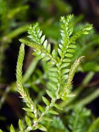 Image result for Selaginella versicolor