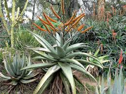 Image result for Aptosimum marlothii