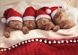 Love all the photos of christmas cat. Avanti Press Kittens Nestled In Bed Box Of 10 Cute Cat Christmas Cards Walmart Com Walmart Com