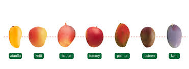 Mango: 7 varieties of a tropical global passion | Brazilian Farmers