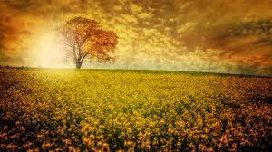 62 top 8k ultra hd wallpapers , carefully selected images for you that start with 8 letter. 2364 Ultra Hd Wallpaper 8k Resolution 7680x4320 Nature Flower Field Mocah Hd Wallpapers