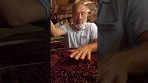 Il ruolo del vino nella mixology e 5 cocktail facili da fare a casa. Fare Il Vino In Casa Con Massimo Perugini La Fermentazione Nei Tini Il Cappello Youtube