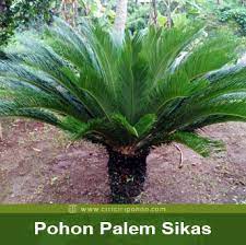 We did not find results for: Jenis Pohon Palem Sikas Yang Wajib Diketahui Ciriciripohon Com