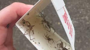 Default sorting sort by popularity sort by average rating sort by latest sort by price: Brown Recluse What To Know About The Poisonous Tennessee Spider Wztv