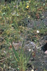 Image result for Xyris