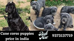 Indian mastiffs are the largest and strongest mastiffs of northern india. Cane Corso Puppies For Sale Cane Corso Puppies Price In India By Dogsbreedofficial 2020 Youtube