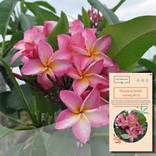 A yellow flower forms at the center of the rosette and is lifted upward by a hollow stem. Pink With Yellow Center Big Flower Kalachuchi Seeds Plumeria Seeds Variety 014 Shopee Philippines