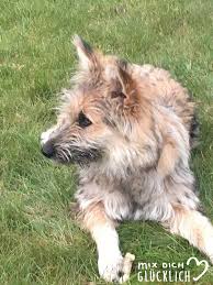 Um kokosöl gegen zecken bei tieren einzusetzen, solltest du den kopf, die ohren, den nacken, den bauch und am besten tust du dies kurz vor einem spaziergang, damit sich katze oder hund nicht ausgiebig der. Ein Naturliches Mittel Gegen Zecken Bei Hunden Eine Kleine Feldstudie Mix Dich Glucklich Thermomix Rezepte Fur Food Non Food Essen Kosmetik Putzmittel Etc