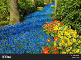 Beautiful field of spring flowers with narcissus, tulips and muscari. Spring Flowers Forest Image Photo Free Trial Bigstock