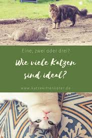 Wie Viele Katzen Sind Ideal Katzen Katzenhaltung Tiere Hund