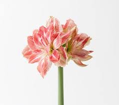 Pin On Bulbs