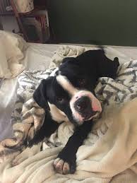 Welcome to the oregon humane society. Puppies For Adoption In Portland Oregon The Y Guide