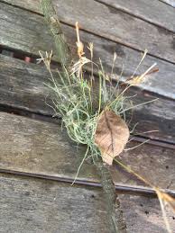 Image result for Erianthemum virescens