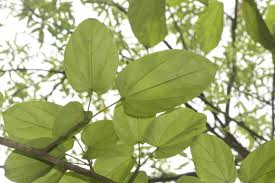 Image result for Pterygota