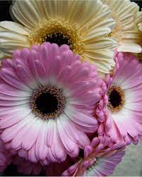Gerbera Flower Gerbera Flower Wholesale Flowers Flower Coloring Pages