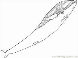 Download and print these blue whale coloring pages for free. Blue Whale Coloring Page For Kids Free Whale Printable Coloring Pages Online For Kids Coloringpages101 Com Coloring Pages For Kids