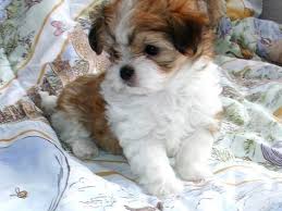 Ginger, now bella , has been adopted and will be living in fla and michigan! 43 Mi Ki Puppies Ideas Puppies Dogs Miki Dog