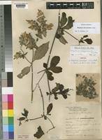 Image result for Blepharis involucrata
