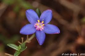 Image result for Lysimachia monelli