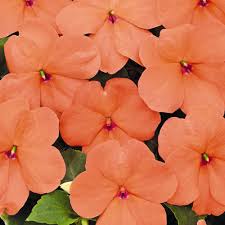 Rich purple flowers can make any garden shine, especially when complemented with a more soothing tone. Lollipop Peach Salmon Impatiens Seeds Annual Flower Seeds