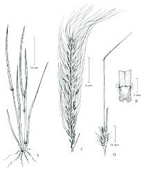 Image result for Loudetia simplex