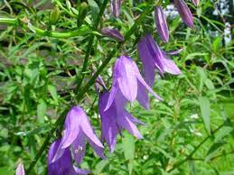Pin On Yard Re Do Gwynny S Plantings And California Native Plant Sale Stuff