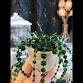 Beaded Mini Succulent Craftshop