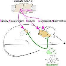 Image result for Isradipine
