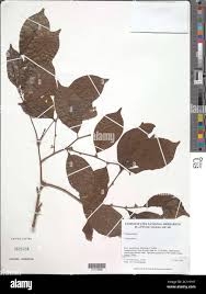 Image result for Dichapetalum mossambicense