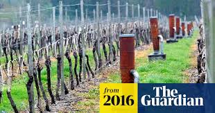 How candles and propellers protect vines from May frost