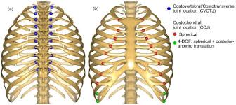 These muscle fibres extend in a posteroinferior direction and again pass in an oblique manner. An Articulated Spine And Ribcage Kinematic Model For Simulation Of Scoliosis Deformities Springerlink
