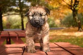Soft Terrier Softcoatedwheatenterrier Puppiesofpinterest Pinterestpuppies Buckeye Soft Coated Wheaten Terrier Wheaten Terrier Puppy Wheaton Terrier Puppy